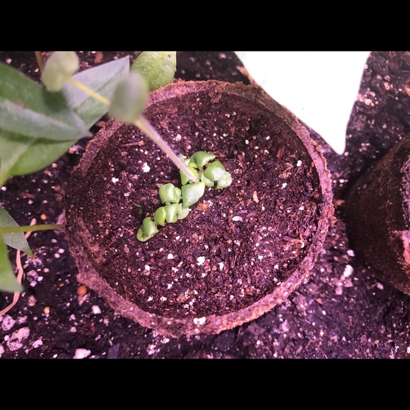 Meet your Posher, Kevin - Picture 1 of 1